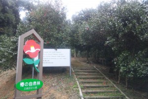椿の群生林