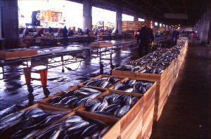松浦魚市場