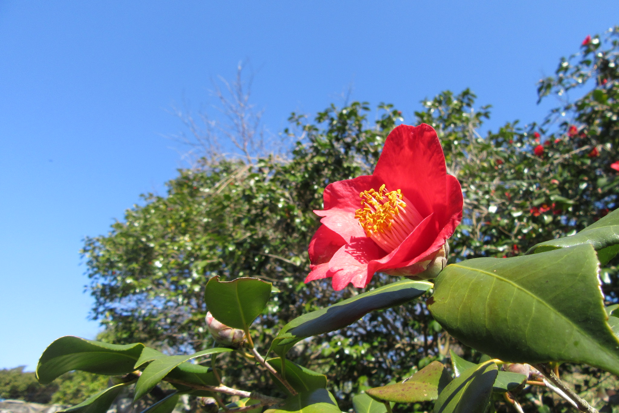 春も一歩手前。天気のいい日は、椿の咲く福島町へお越しください