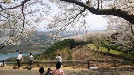 大山公園　桜2